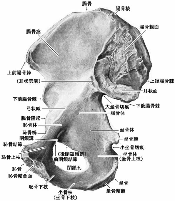 寛骨