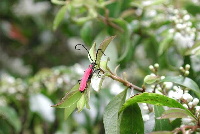 アマミアカハネハナカミキリ