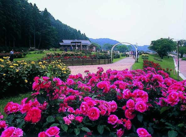 東沢バラ公園