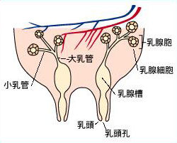 泌乳