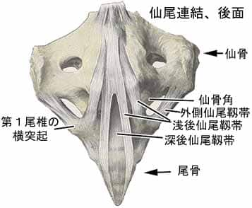 仙尾関節