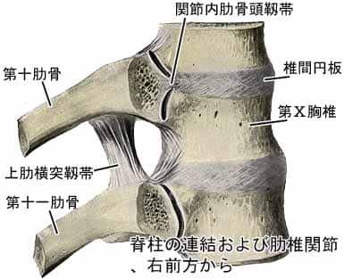 肋椎関節