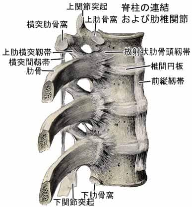 肋椎関節