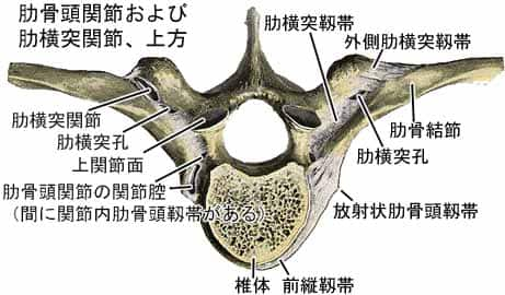 肋椎関節