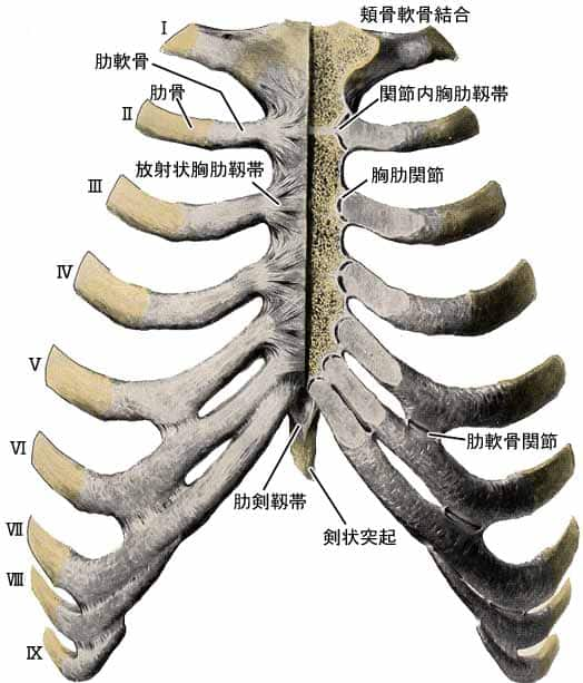 胸肋関節