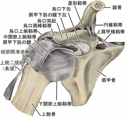 上肢帯の靱帯結合