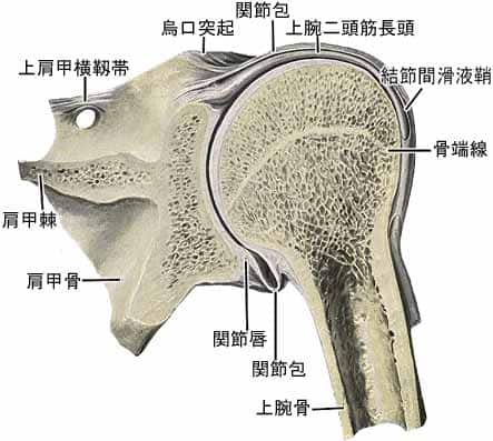 上肢帯の靱帯結合