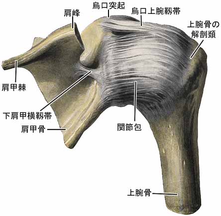 肩関節