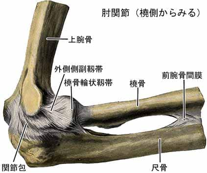 肘関節