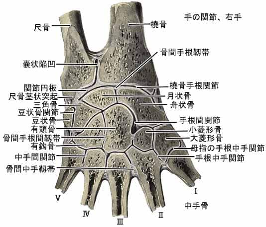 手の関節