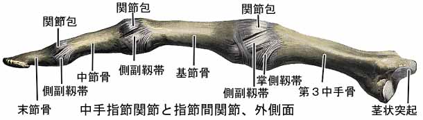 手の関節