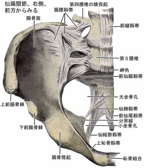 仙腸関節