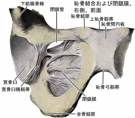 仙腸関節