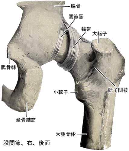 股関節