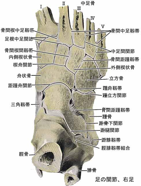 足の関節