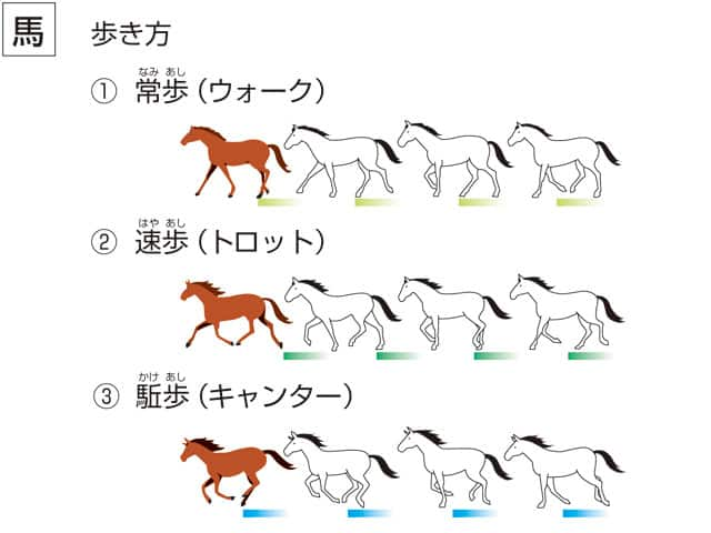 馬の画像