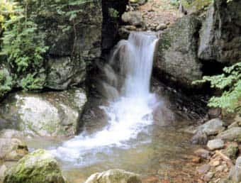 遠藤ヶ滝水源の森