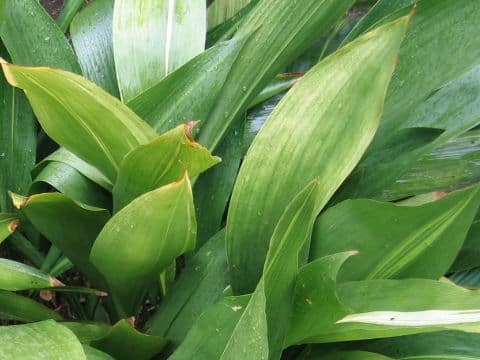 Aspidistra elatior