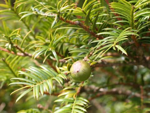 Torreya nucifera