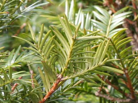 Torreya nucifera