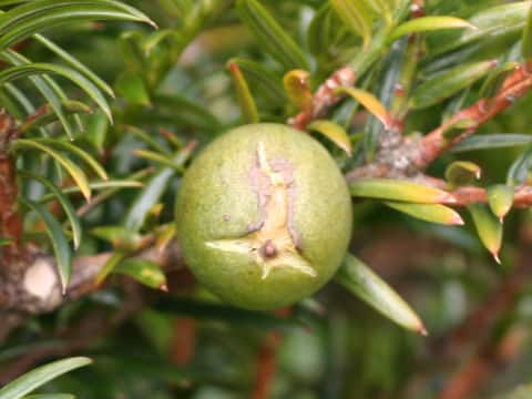 Torreya nucifera