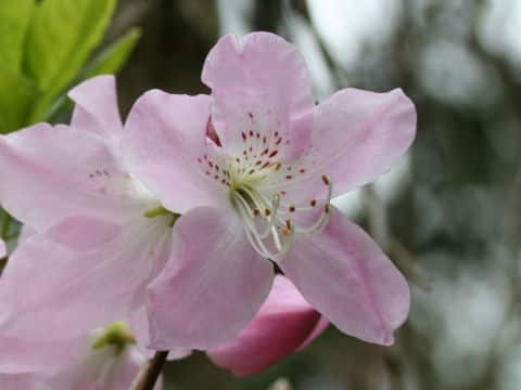 Rhododendron schlippenbachii