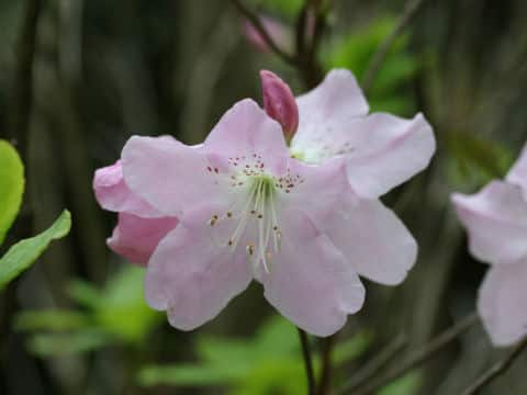 Rhododendron schlippenbachii