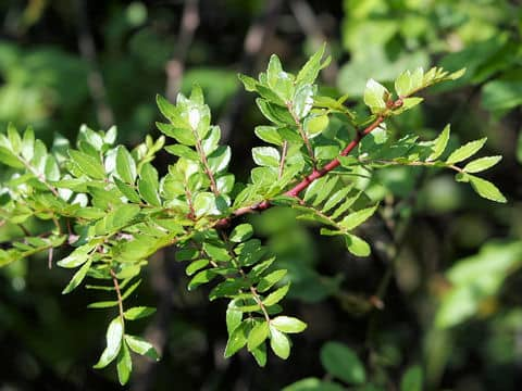 Zanthoxylum piperitum