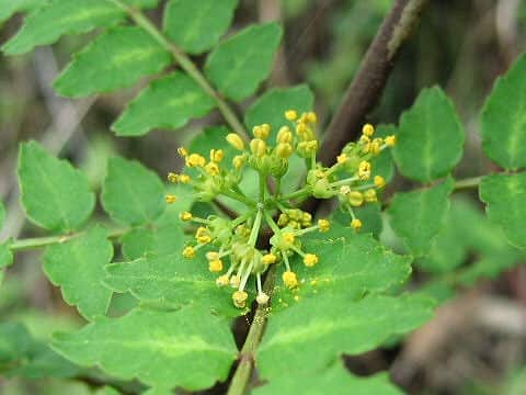 Zanthoxylum piperitum