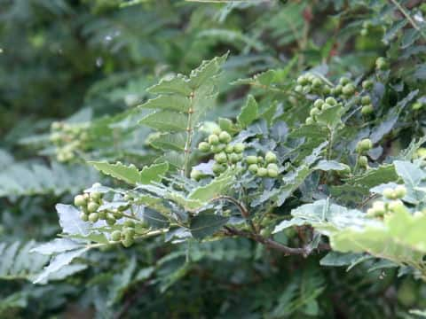 Zanthoxylum piperitum