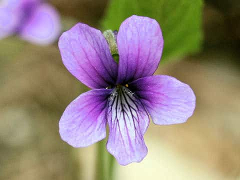 Viola mandshurica