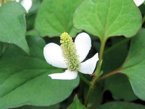 Houttuynia cordata