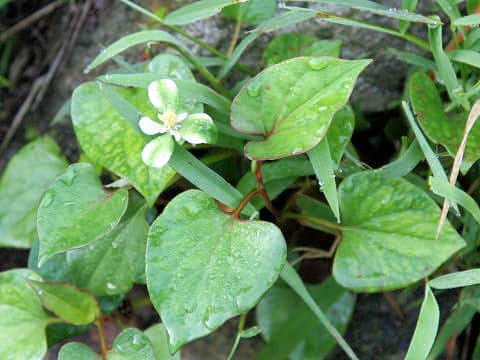 Houttuynia cordata