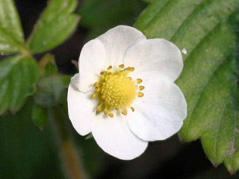 Fragaria vesca