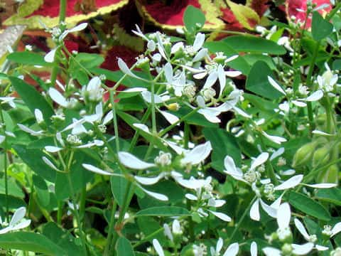 Euphorbia leucocephala