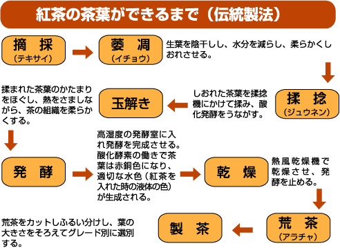 紅茶茶葉の製造工程