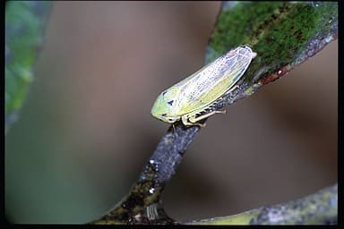 ヤナギハトムネヨコバイ