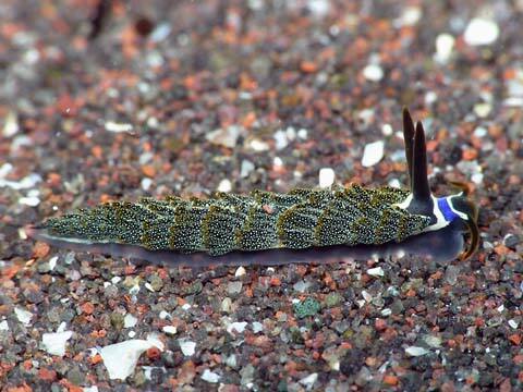 ミノウミウシ亜目の仲間１１