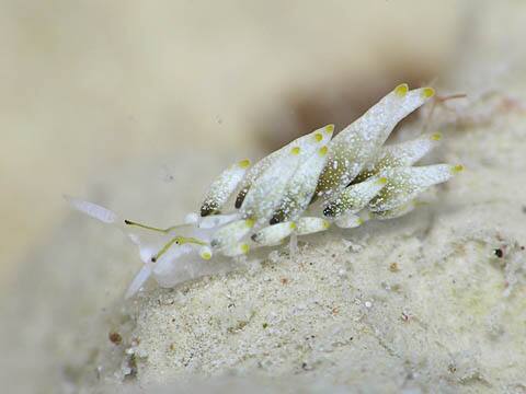 アリモウミウシ属の１種１