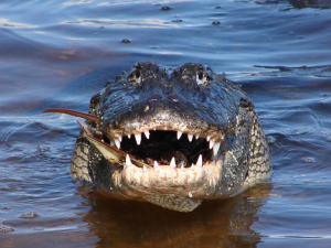 Alligator with open jaws staring straight ahead.