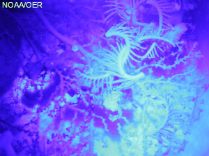 Bioluminescing coral and crinoids in the North Atlantic.