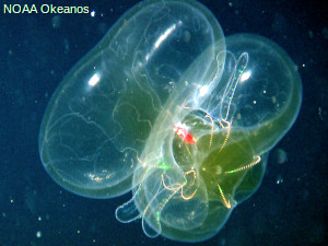 Lobate ctenophore displaying bioluminescence in the Gulf of Mexico.