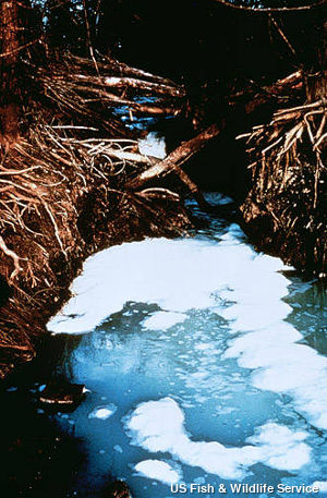 Photo of detergent pollution in a creek