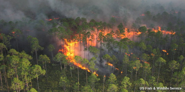 Burning forest releasing smoke.