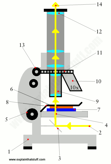 Labelled artwork showing how an optical microscope works