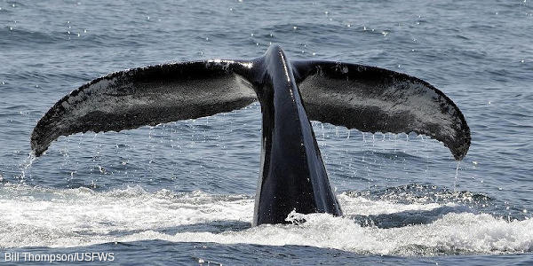 A humpback whale with its tail above the water.