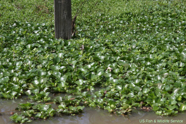 Invasive species: water hyacinth (Eichhornia crassipes)