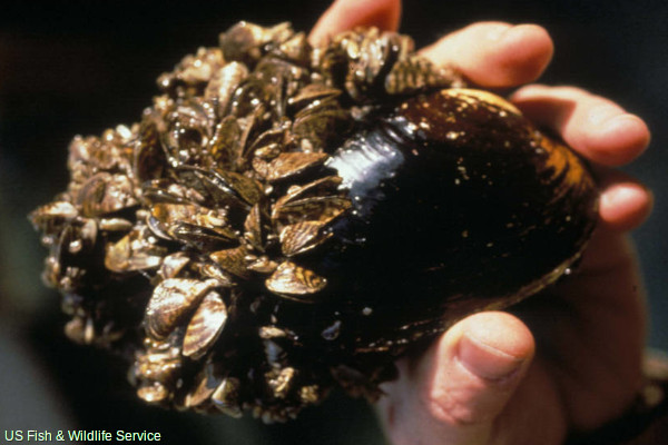 Invasive species: zebra mussel (Dreissena polymorpha)