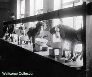 Pavlov's dogs in his laboratory in 1904. Wellcome Collection.