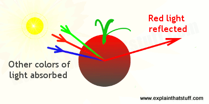 Artwork showing how a red tomato reflects only red light and absorbs light of other colors